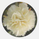 Search for white carnation stickers Floral