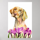 Search for vizsla posters Dogs