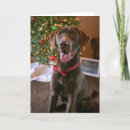 Search for chocolate lab christmas cards Cute