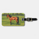 Search for arabian horse accessories Horses