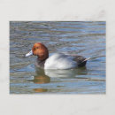 Search for waterfowl postcards River