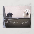 Search for dog note postcards Labrador