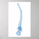 Search for backbone art Vertebral discs