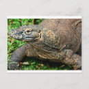 Search for komodo postcards Indonesia