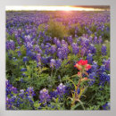 Search for paintbrushes posters Bluebonnets