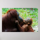 Search for orangutan posters Jungle