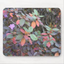 Search for fall foliage electronics Flower
