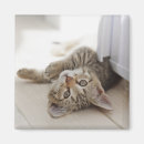 Search for mischief magnets Kitten