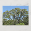 Search for egrets postcards Animal