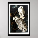 Search for audubon birds posters Illustration