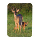 Search for habitat magnets Antlers