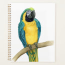Search for macaws Animal