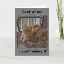 Search for driving cards Cat