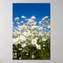 Search for daisy picture posters Blue