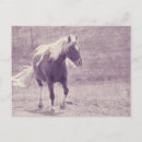 Search for pinto postcards Pony