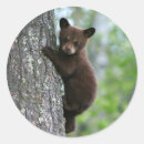 Search for bear photo stickers Cute