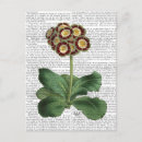 Search for auricula Antique