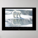 Search for polar bear posters Environment