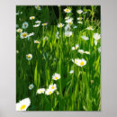 Search for meadows posters Nature
