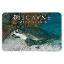 Search for under water magnets Coral