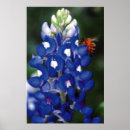 Search for multi region art Bluebonnet