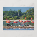Search for lagarto Mexico