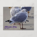 Search for seagull postcards Shore