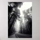 Search for redwood tree posters Woodland