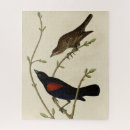 Search for blackbird puzzles Agelaius phoeniceus