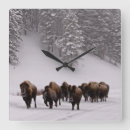 Search for horizontal clocks Forest