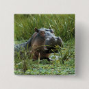Search for hippos badges Nature