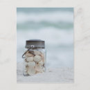 Search for florida seashells postcards Ocean