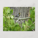 Search for warbler photography Bird