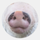 Search for piggy piglet stickers Piggies