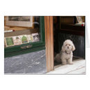 Search for curly dog cards Cute