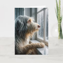 Search for bearded collie cards Pet