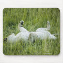 Search for tall mousepads Outdoors