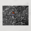 Search for european robin bird postcards Erithacus rubecula