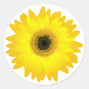 Search for african daisy gift wrap Gerbera