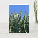 Search for stalk cards Corn