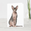 Search for sphynx cat cards Cute
