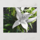 Search for white lily postcards Black and white