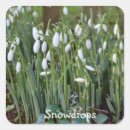 Search for snowdrop stickers Flowers