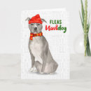 Search for pit bull christmas cards Funny