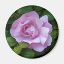 Search for pale pink magnets Rose