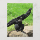 Search for gibbon postcards Nature