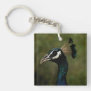 Search for peafowl feather key rings Peahen