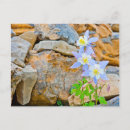 Search for aquilegia postcards Columbine