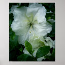 Search for azalea art Beautiful