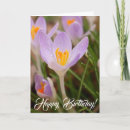 Search for crocus photography Flowers